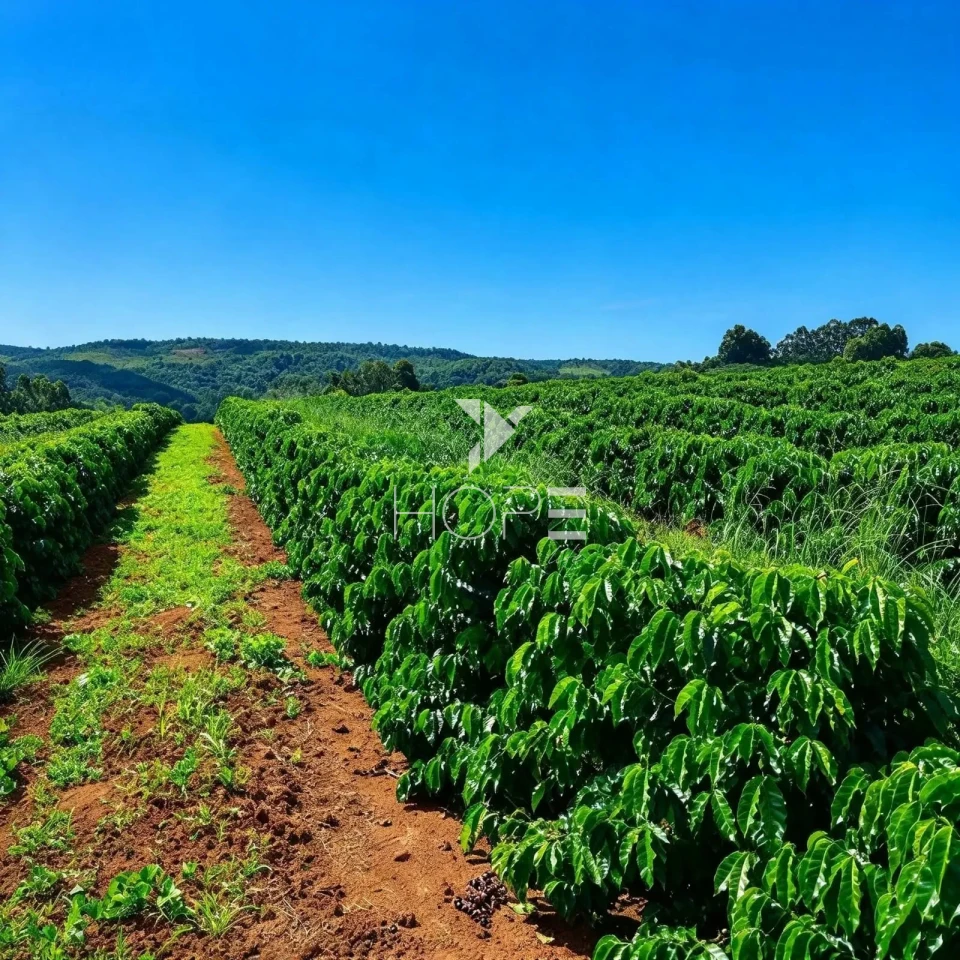 Imagens do imóveis Fazenda cafeeira à Venda – 750 Hectares – Próximo a São Roque – MG