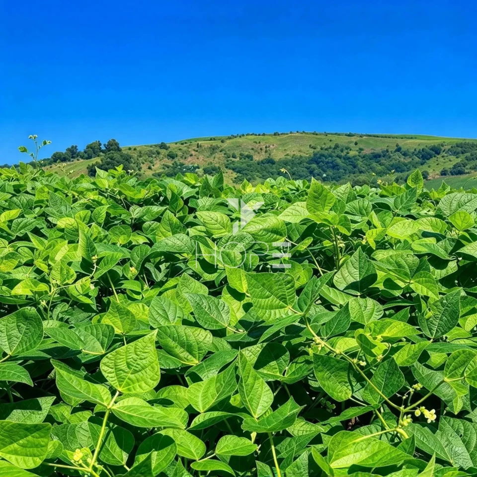 Imagens do imóveis Fazenda à Venda com Dupla Aptidão - Pecuária e Agricultura – 495 Alqueires – Francisco Beltrão – Francisco Beltrão/PR