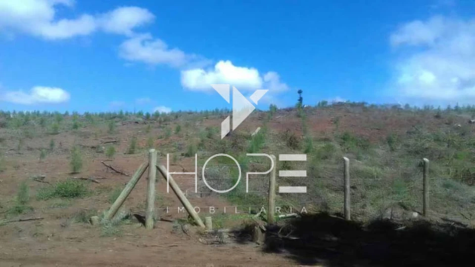 Imagens do imóveis Fazenda de Pinus Gigante para Investidor - Paraná - 17.771 Hectares - Terra e Madeira - Oportunidade