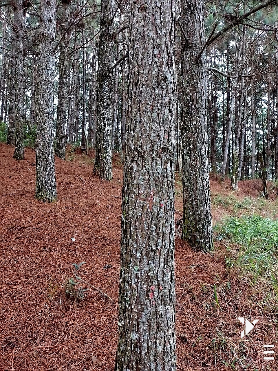 Imagens do imóveis Fazenda de Pinus à venda em Adrianópolis/PR – 200 hectares