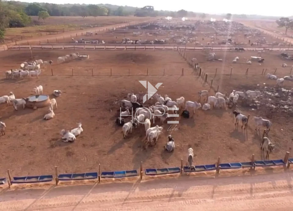 Imagens do imóveis Fazenda com dívida à venda com 6.372 hectares - alto padrão agrícola - confinamento e silos - Miranorte TO