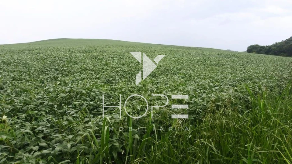 Imagens do imóveis Fazenda à Venda – 213 Alqueires – Jauru – Tomazina PR