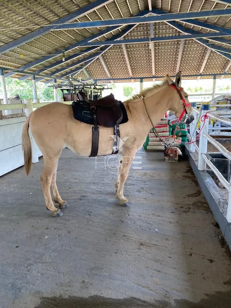 Imagens do imóveis Fazenda à venda com 612 alqueires - 350 em pasto - beira do Lago Canabrava - dupla aptidão - região de Minaçu GO