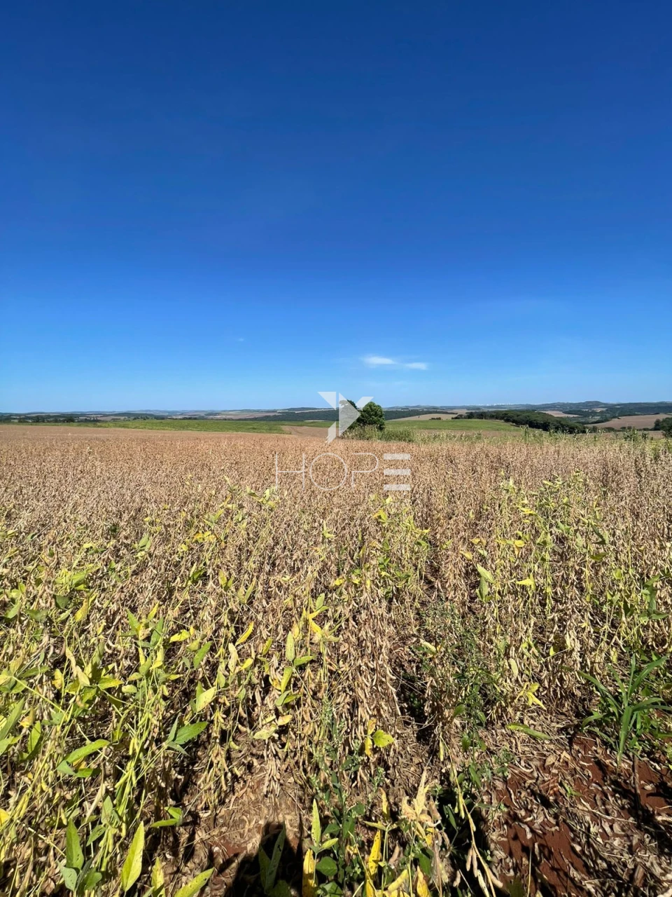 Imagens do imóveis Sítio à venda com 7.5 alqueires - Área para plantio - Jataizinho/PR