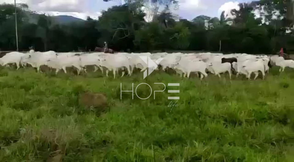 Imagens do imóveis Fazenda à venda 2.725 hectares pecuária porteira fechada – região de Monte Alegre de Goiás – Goiás
