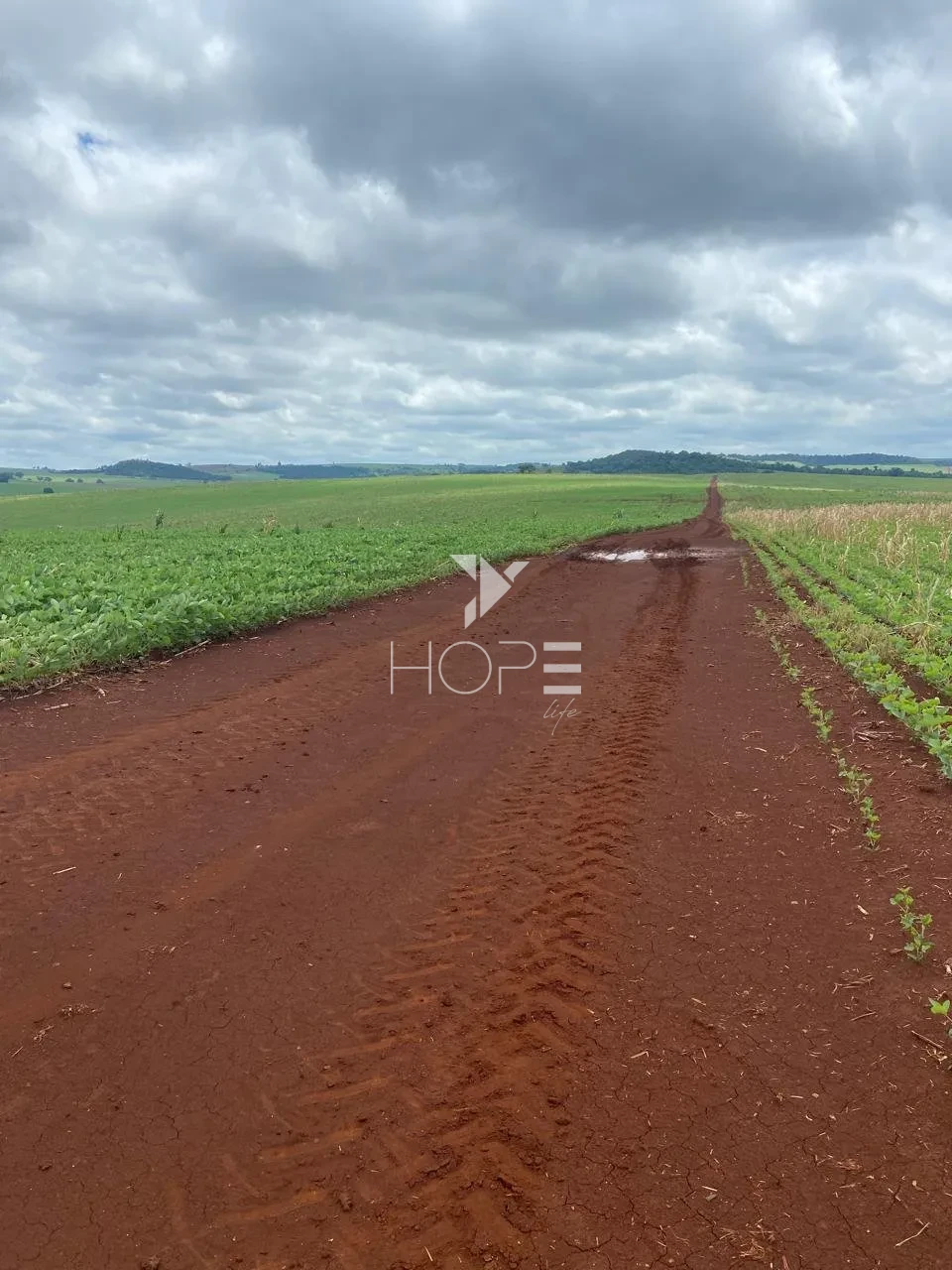 Imagens do imóveis Fazenda à venda com 594 alqueires - terra roxa - pivô autorizado - Cornélio Procópio PR