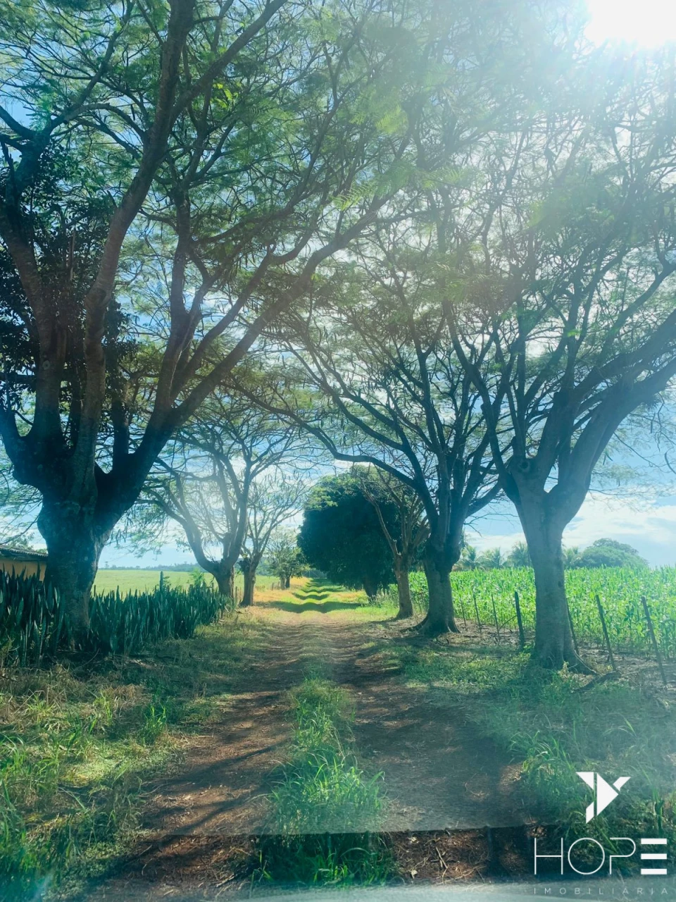 Imagens do imóveis Fazenda agrícola e pecuária à venda – 84 alqueires – Sertanópolis/PR