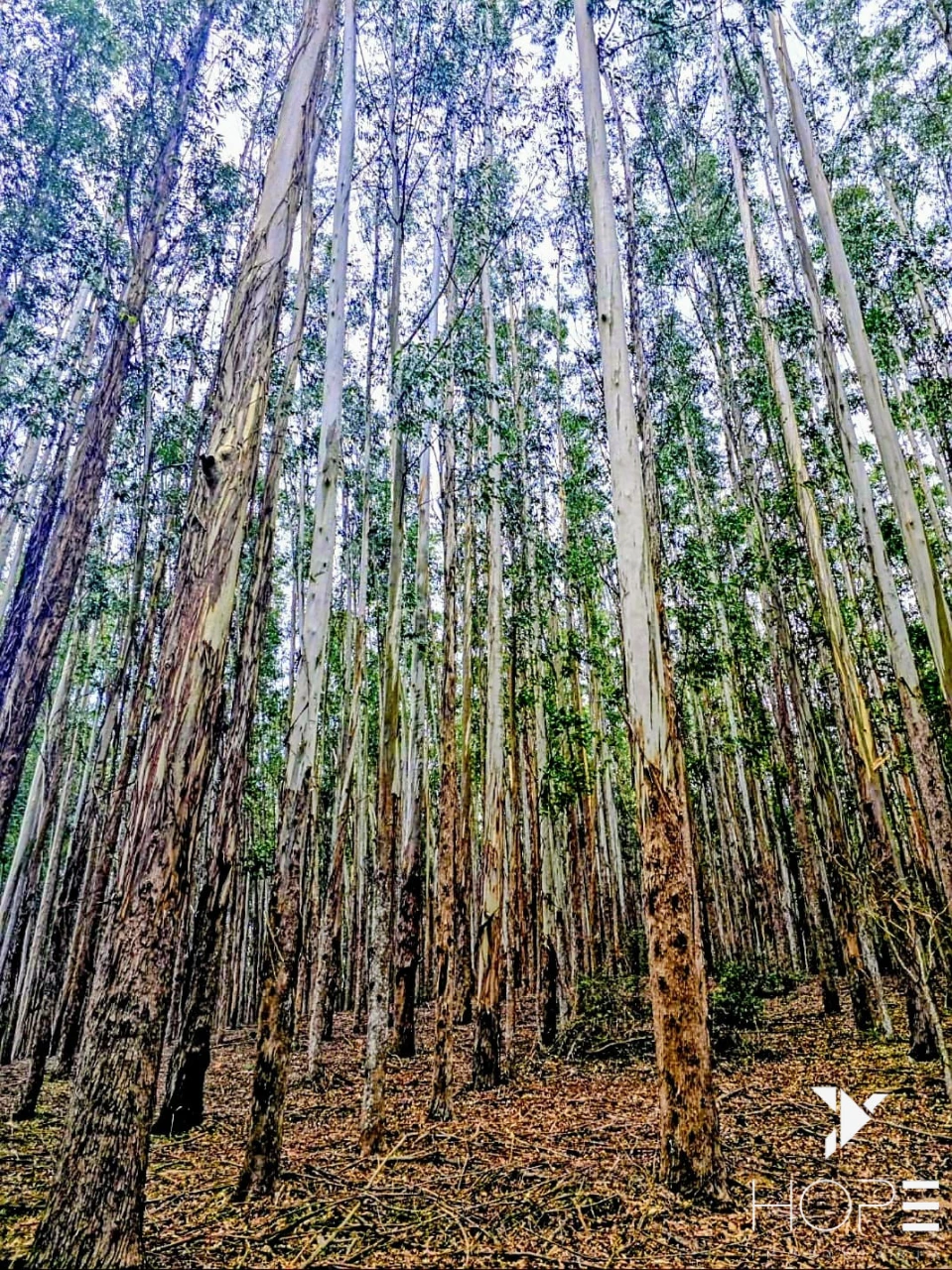 FAZENDA DE 216 ALQUEIRES COM EUCALIPTO À VENDA – VALE DO PARAÍBA/SP