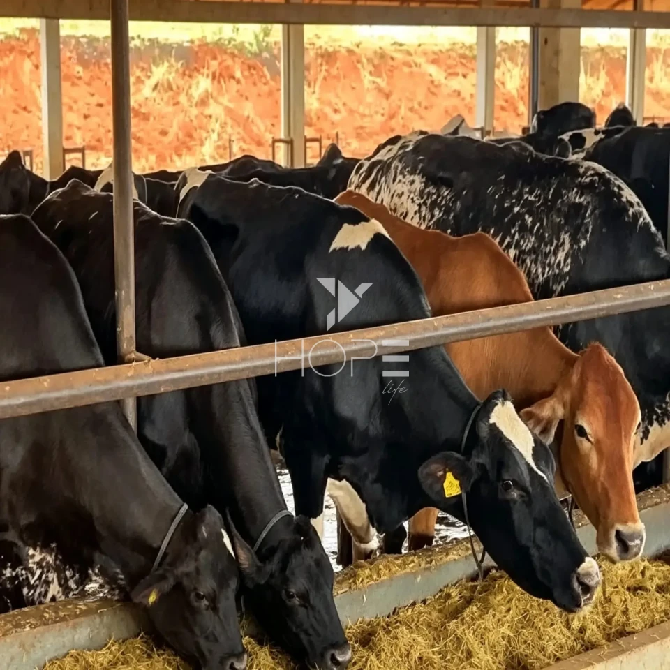 Imagens do imóveis Fazenda Leiteira á Venda - Estrutura Completa – 812 Hectares – Curvelo/MG