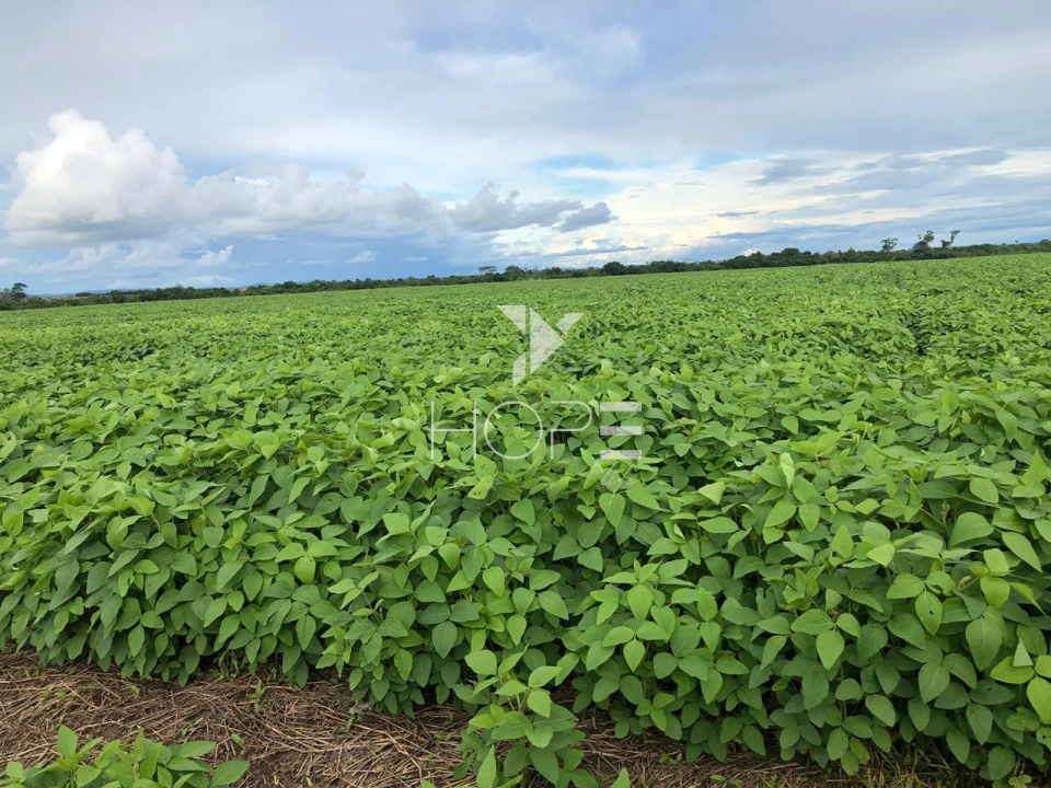 Imagens do imóveis Fazenda à venda 39.000 hectares dupla aptidão com armazém e pista de pouso – região de Confresa – Mato Grosso