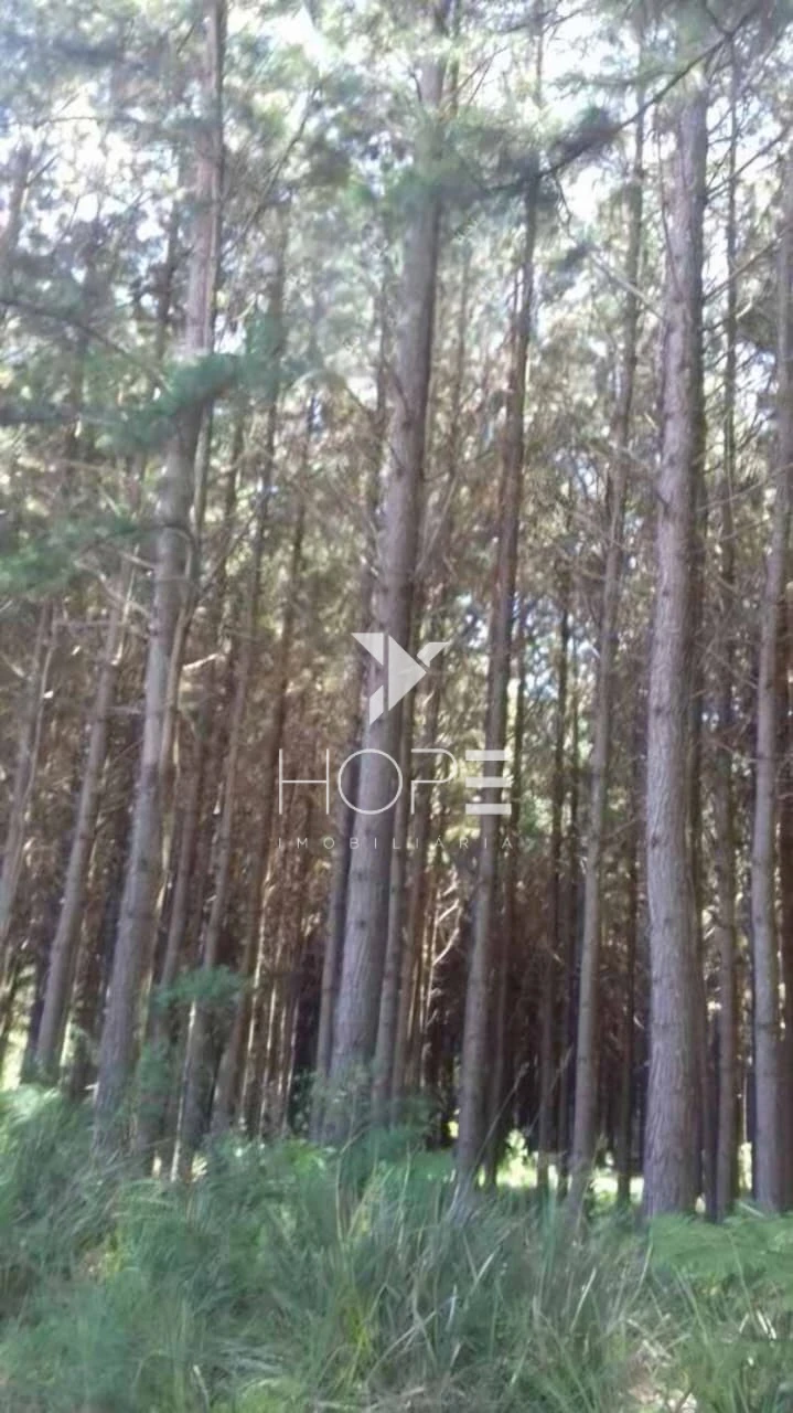 Imagens do imóveis Fazenda de Pinus Gigante para Investidor - Paraná - 17.771 Hectares - Terra e Madeira - Oportunidade