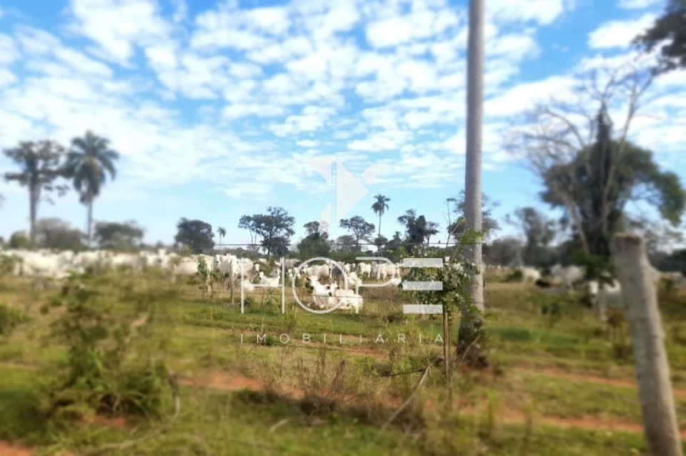 Imagens do imóveis fazenda à venda 622 alqueires dupla aptidão margem de rio – município de Bataguassu – Mato Grosso do Sul