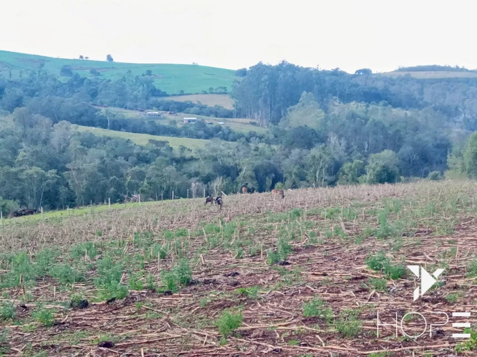 Imagens do imóveis Sítio à venda em Tamarana – Localização privilegiada na beira da estrada