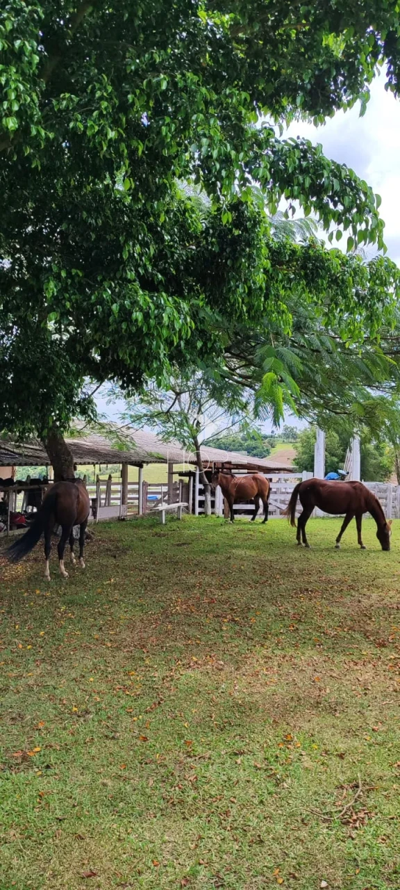 Imagens do imóveis Sítio porteira fechada à venda com 17.66 alqueires - agricultura e pecuária - Itapetininga SP