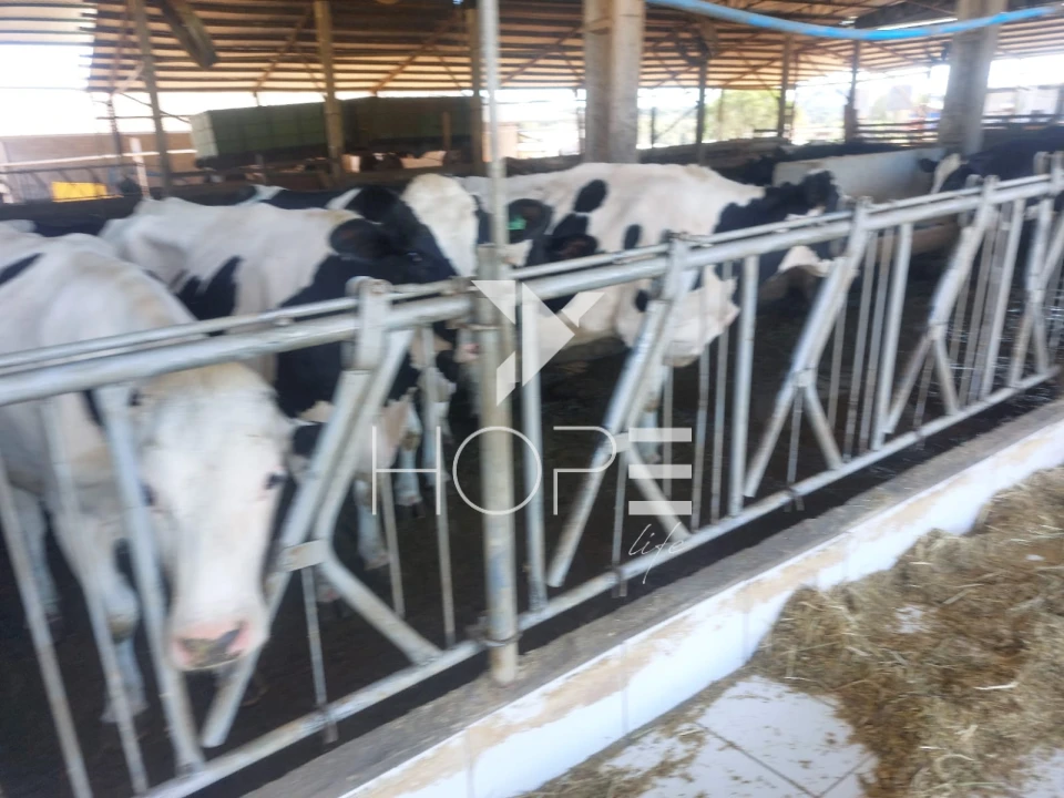 Imagens do imóveis Fazenda à venda 53 alqueires leiteira – região de Guarapuava – Paraná