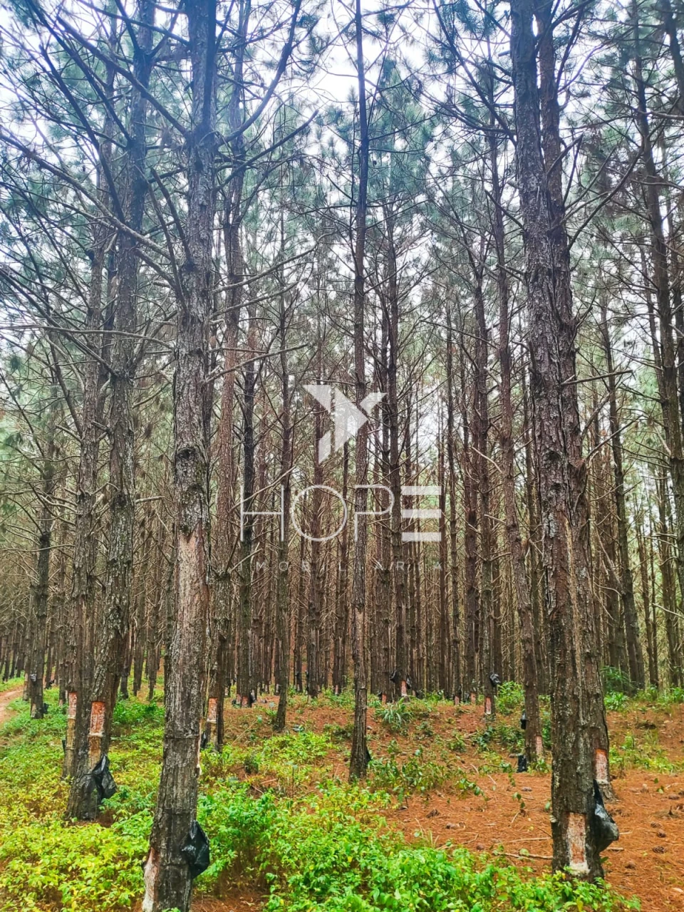 Imagens do imóveis Fazenda com Pinus à Venda - São Miguel Arcanjo SP - Região de Itapetininga - 227 Alqueires 550 Hectares