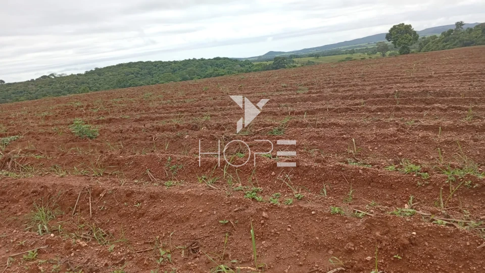 Imagens do imóveis Fazenda à venda com 260 alqueires - 201 formados - confinamento - apta para pivô - Mozarlândia GO
