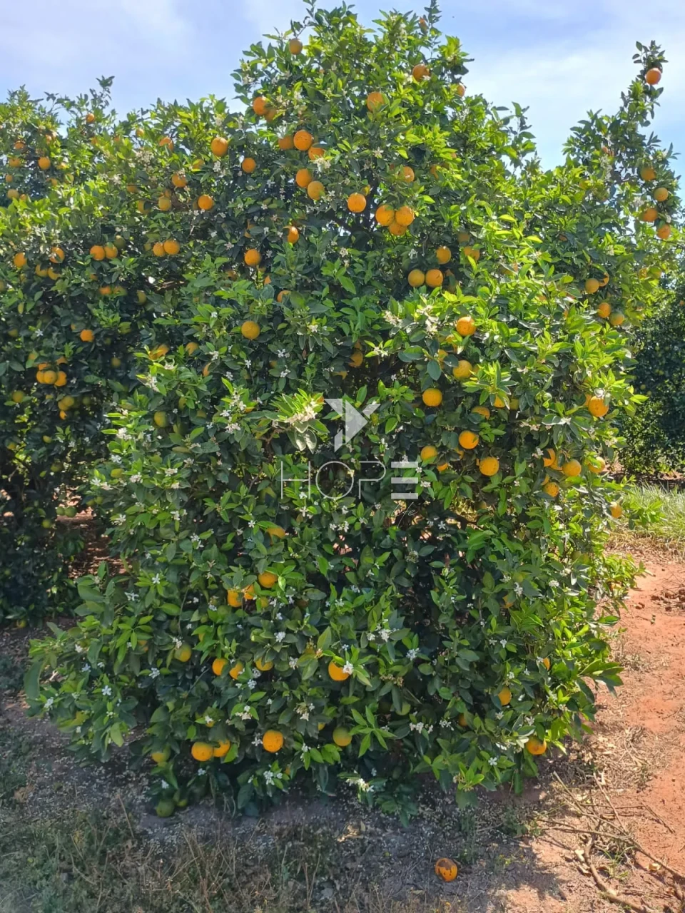 Imagens do imóveis Fazenda de laranja à venda com 77.5 alqueires - 77.150 pés - certificado para exportação - Região de Marília SP