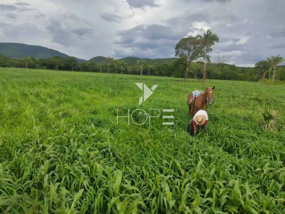 Imagens do imóveis Fazenda à venda 2.725 hectares pecuária porteira fechada – região de Monte Alegre de Goiás – Goiás