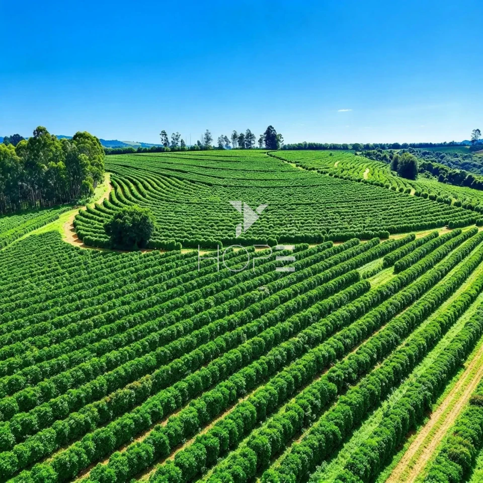 Imagens do imóveis Fazenda cafeeira à Venda – 750 Hectares – Próximo a São Roque – MG