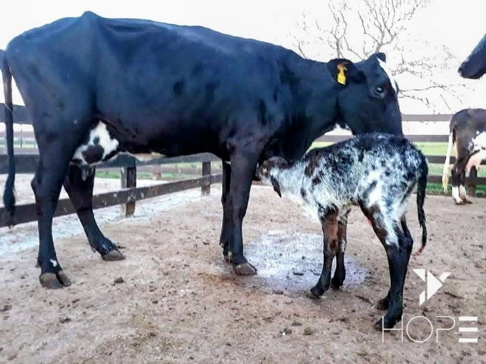 Imagens do imóveis Fazenda à Venda – 78 Alqueires – Pecuária – Região de Paranavaí/PR