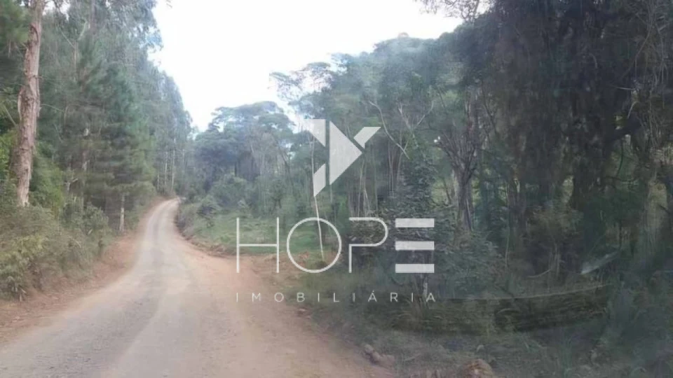 Imagens do imóveis Fazenda de Pinus Gigante para Investidor - Paraná - 17.771 Hectares - Terra e Madeira - Oportunidade