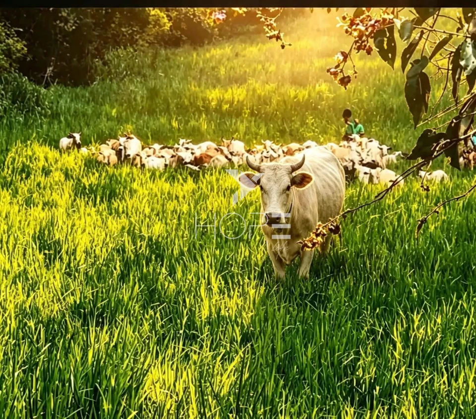 Imagens do imóveis Fazenda de Dupla Aptidão com 781 Hectares em Caxambu-MG – Haras, Pecuária e Agricultura