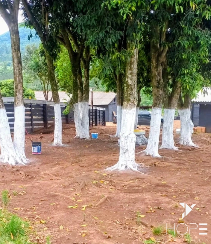Imagens do imóveis Sítio Escriturado à venda – 6,25 alqueires – Tamarana/PR