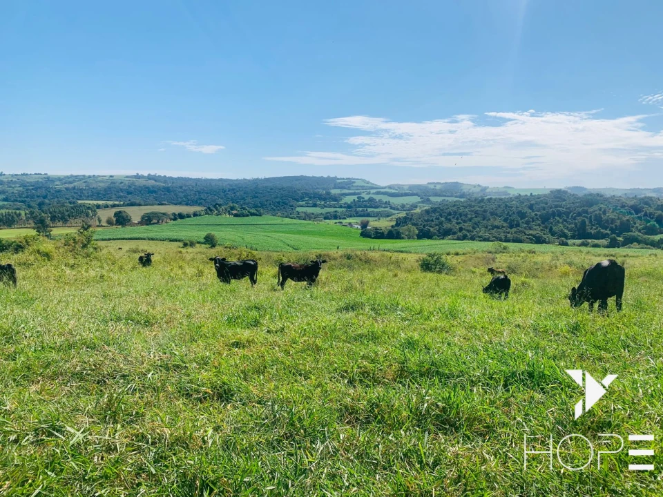 Imagens do imóveis Fazenda agrícola e pecuária à venda – 84 alqueires – Sertanópolis/PR