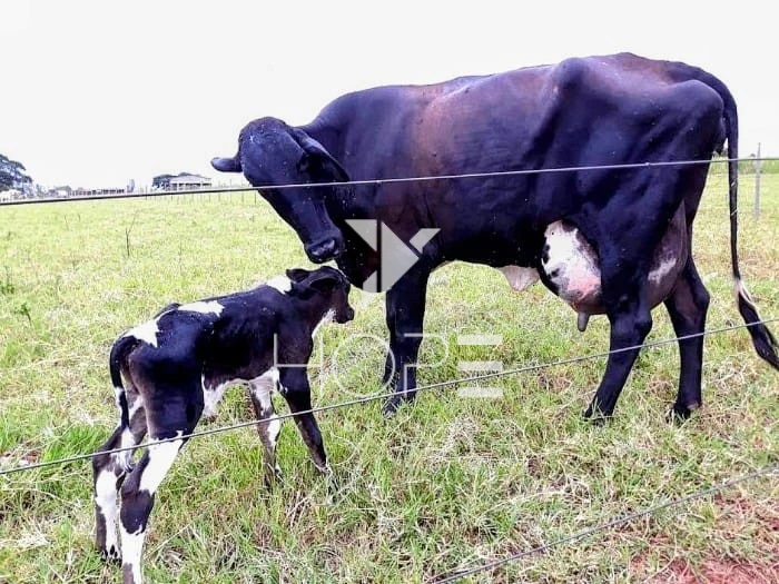 Imagens do imóveis Fazenda Leiteira Porteira Fechada à Venda – 78 Alqueires – Paranavaí/PR – Estrutura Completa + Usina Solar