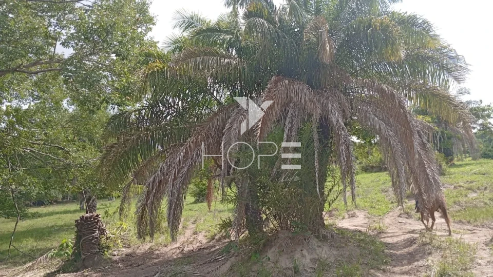 Imagens do imóveis Fazenda à venda com 72 alqueires - 55 em pasto - pronta - curral completo - região de Morro Agudo - Faina GO