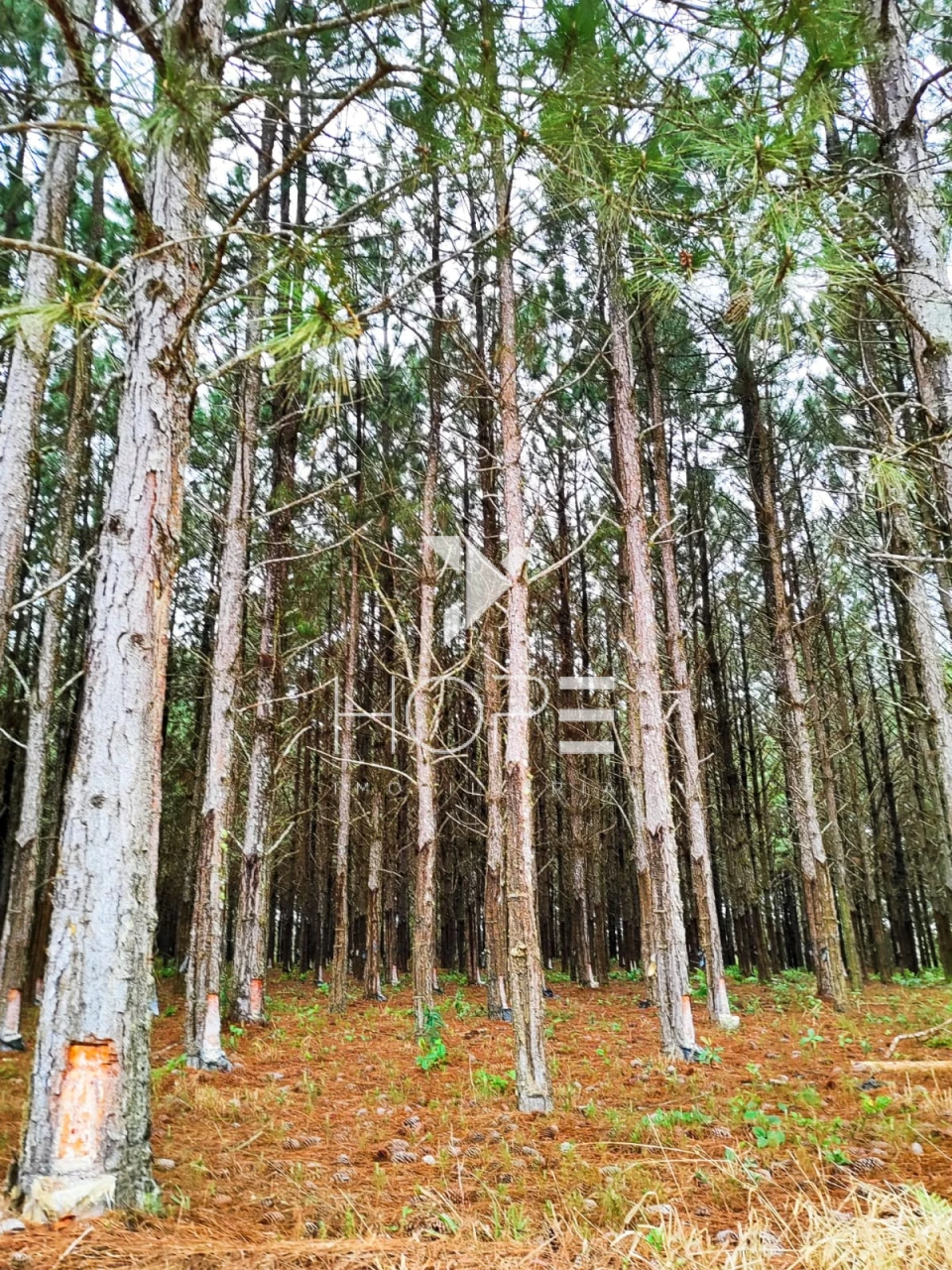 Imagens do imóveis Fazenda com Pinus à Venda - São Miguel Arcanjo SP - Região de Itapetininga - 227 Alqueires 550 Hectares