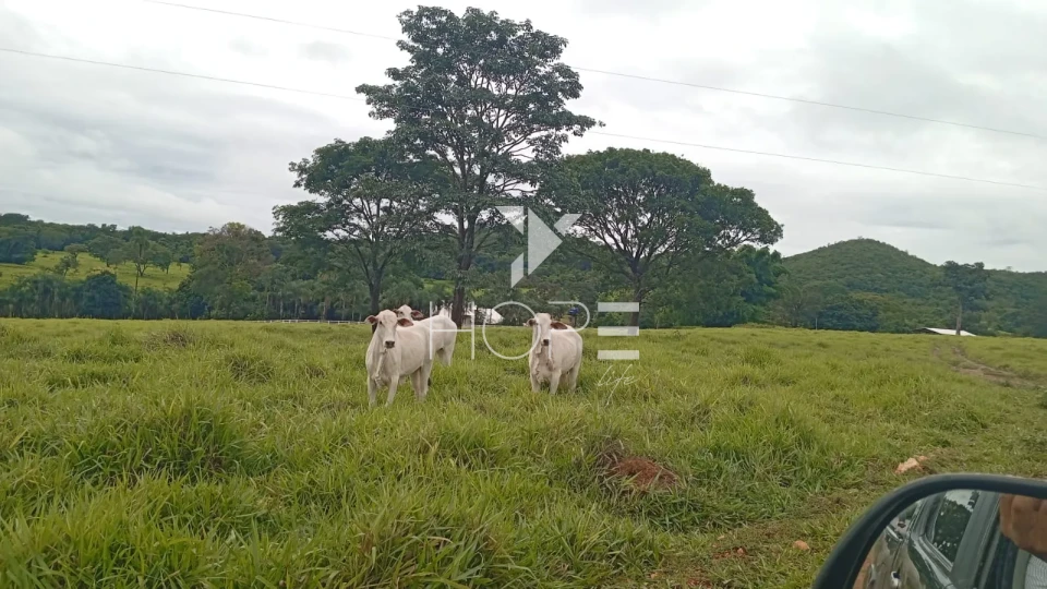 Imagens do imóveis Fazenda à venda com 54 alqueires - renda com cana - mansão de luxo - dupla aptidão - próximo a Uruanã GO
