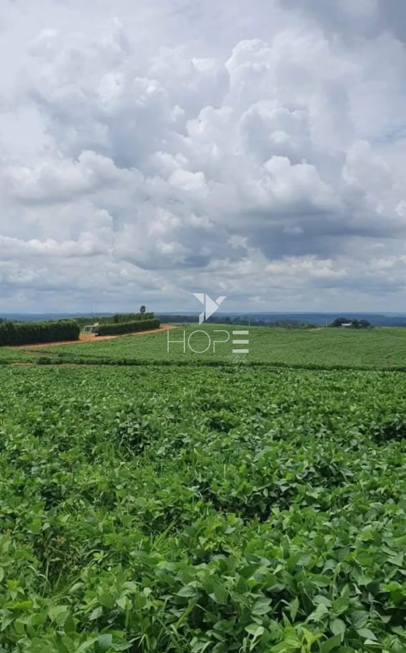 Imagens do imóveis Fazenda à Venda - Solo Misto – 174,24 Hectares – Bauru/SP