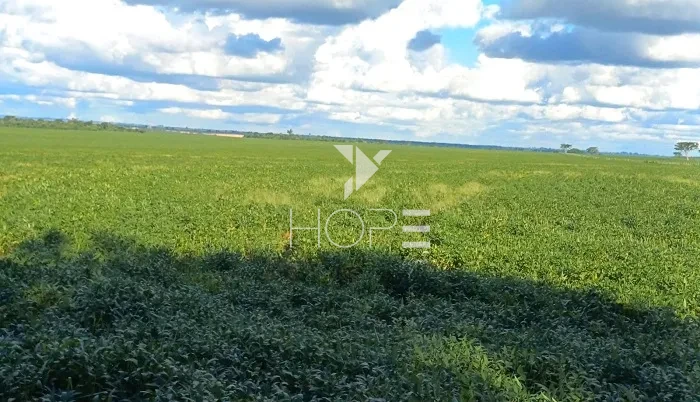 Imagens do imóveis Fazenda à Venda - 80% Plano – 110 Alqueires – Costa Machado – Costa Machado/SP