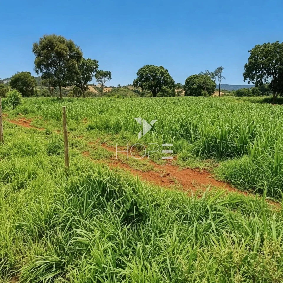 Imagens do imóveis Fazenda à Venda - Complexo Agroindustrial Completo – 181 Hectares – Jequitibá/MG