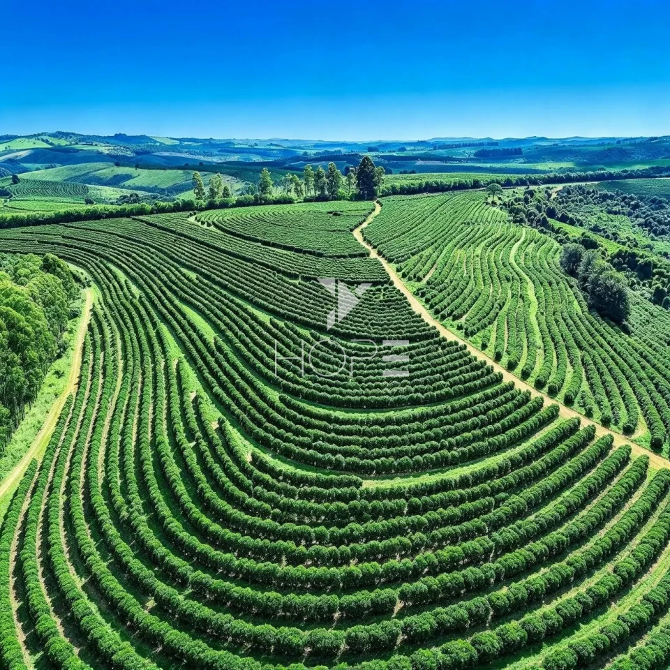 Imagens do imóveis Fazenda cafeeira à Venda – 750 Hectares – Próximo a São Roque – MG