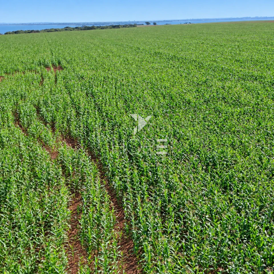 Imagens do imóveis Fazenda á Venda - 755 Hectares - Frente para a Represa do Rio Tibagi - Sertaneja/PR