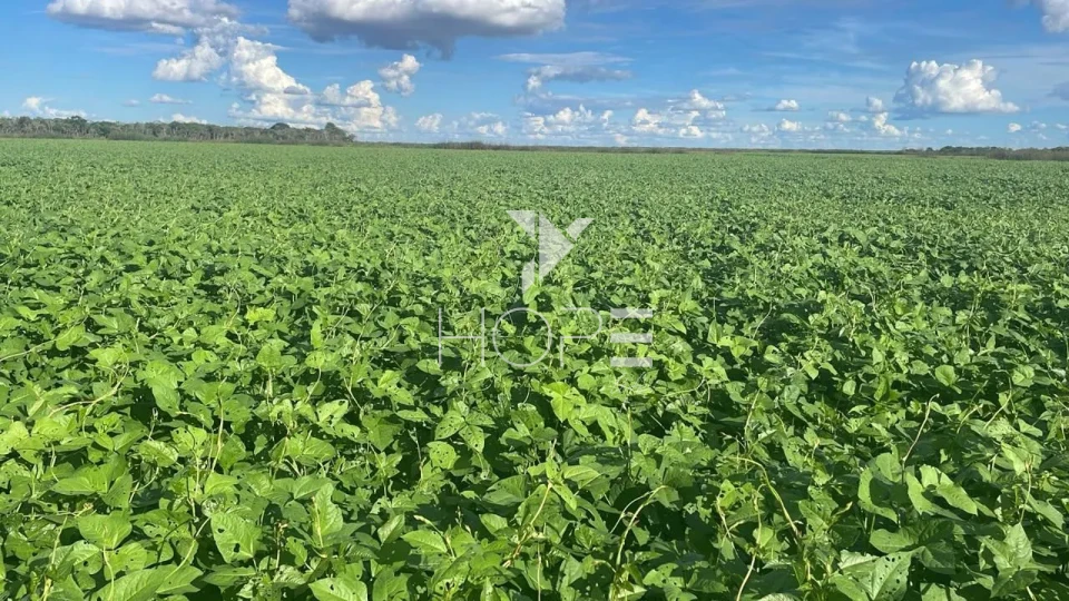 Imagens do imóveis Fazenda à venda com 33.000 hectares - agricultura em larga escala - estrutura completa - pista de pouso - Primavera do Leste MT