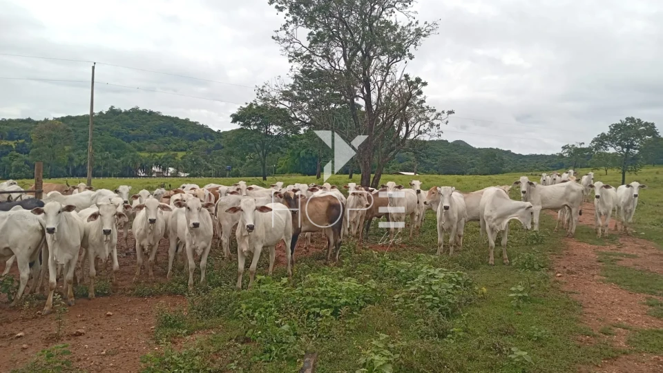 Imagens do imóveis Fazenda à venda com 54 alqueires - renda com cana - mansão de luxo - dupla aptidão - próximo a Uruanã GO