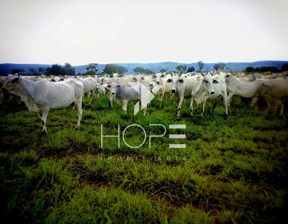 Fazenda à venda – 1.750 Alqueires (4.235 Hectares) – Alvorada do Norte/GO