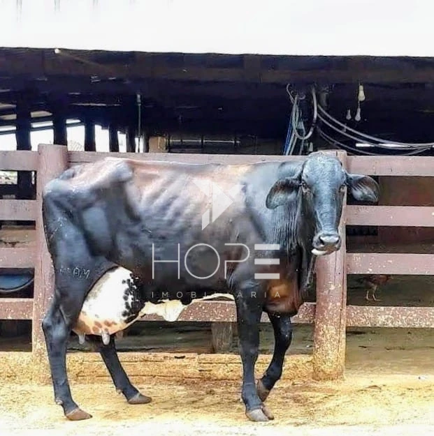 Imagens do imóveis Fazenda Leiteira Porteira Fechada à Venda – 78 Alqueires – Paranavaí/PR – Estrutura Completa + Usina Solar