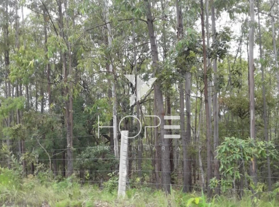 Imagens do imóveis Fazenda Dupla Aptidão - 112 Alqueires - Água Fria de Goiás GO - 542 Hectares - Boa de Água  - Eucalipto e Acácia