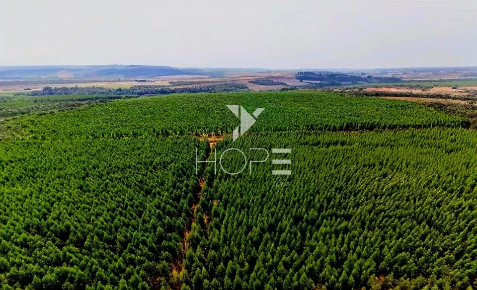 Imagens do imóveis Fazenda à venda com Eucalipto 321 alqueires - 777 hectares - arrendada Para Suzano - beira Rio Tietê - Itu SP