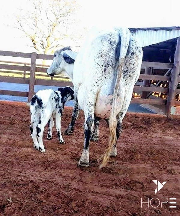 Imagens do imóveis Fazenda à Venda – 78 Alqueires – Pecuária – Região de Paranavaí/PR