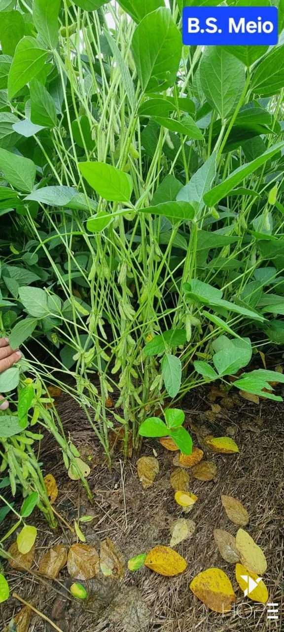 Imagens do imóveis Fazenda à Venda – Primavera do Leste – MT