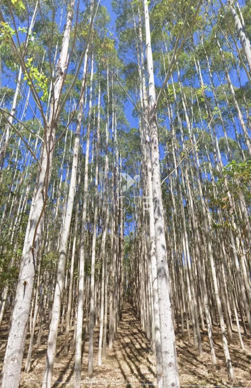 Imagens do imóveis Fazenda de eucalipto à venda com 124 alqueires - alto potencial florestal - Vale do Paraíba - Paraíbuna SP