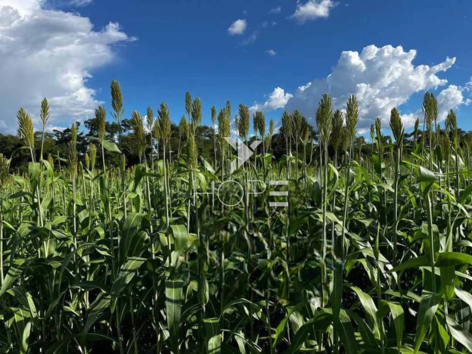 Imagens do imóveis Fazenda à venda 2.725 hectares pecuária porteira fechada – região de Monte Alegre de Goiás – Goiás