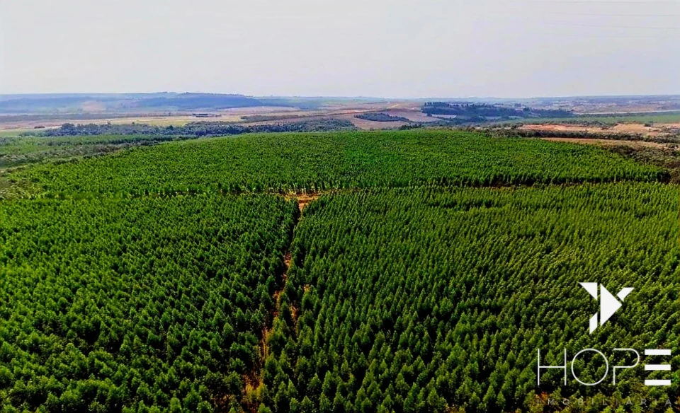 Fazenda com Eucalipto à Venda em Itu/SP – Renda Garantida com Arrendamento à Suzano