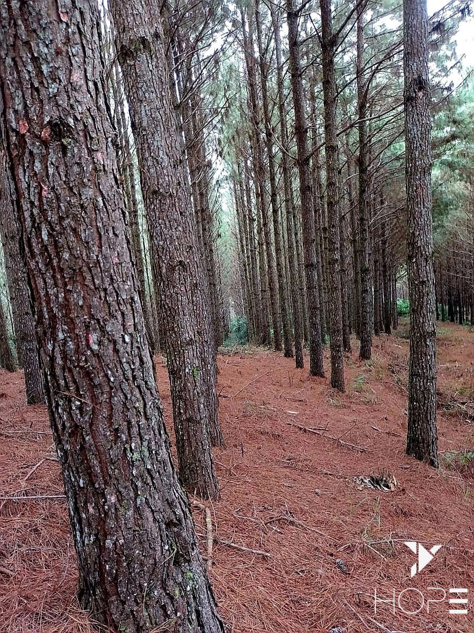 Imagens do imóveis Fazenda de Pinus à venda em Adrianópolis/PR – 200 hectares